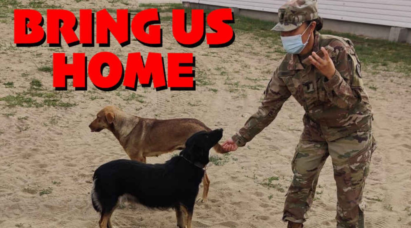 Army Sergeant Seeks Help to Bring Two Rescue Dogs Back to America 
