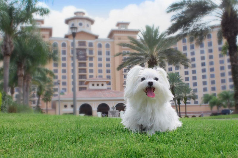 White dog in front of a hotel
