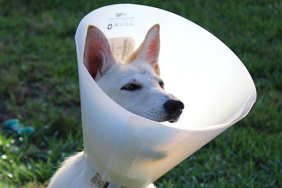 A dog with a cone on his neck