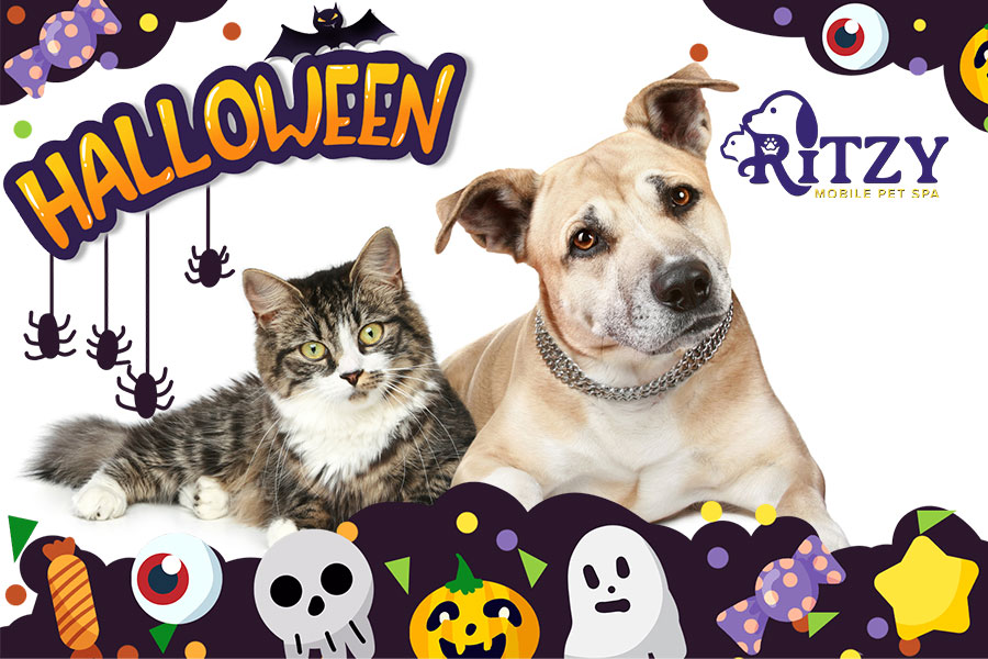 Halloween Safety Tips for Pet Owners