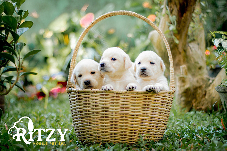 3 white puppies  in a basket