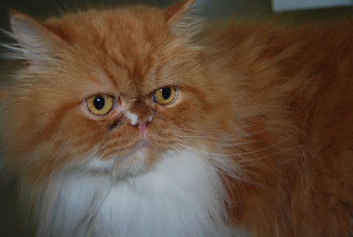 Garfield male Persian