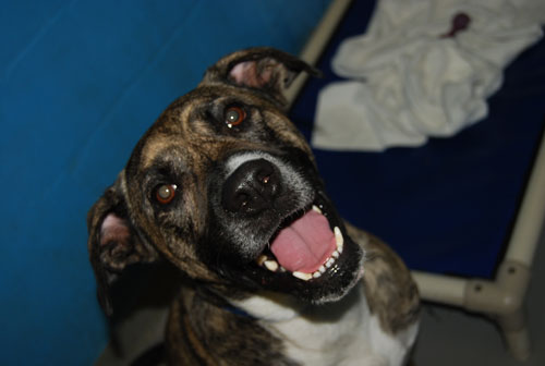Pet-of-the-week-PHOTO-10-13-11