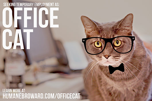 Office Cat 1
