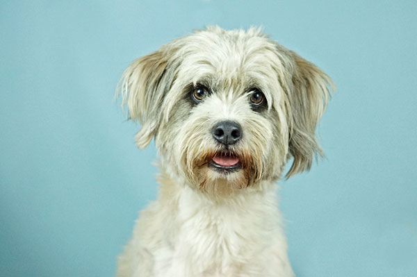 A dog named Bella