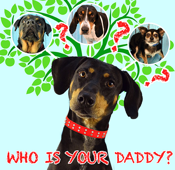 Humane Society of Broward County will have DNA testing done on several adult dogs to see what their real heritage is