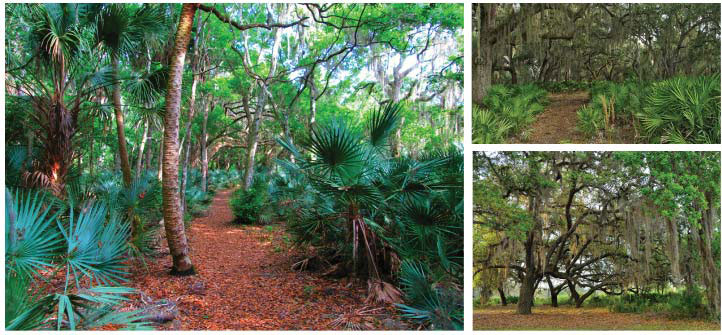 Florida hammocks are other-wordly, mysterious and spatially complex vertical jungles that grow in elevated areas.