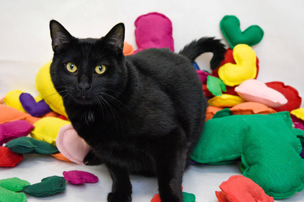 Oscar 543004 black cat