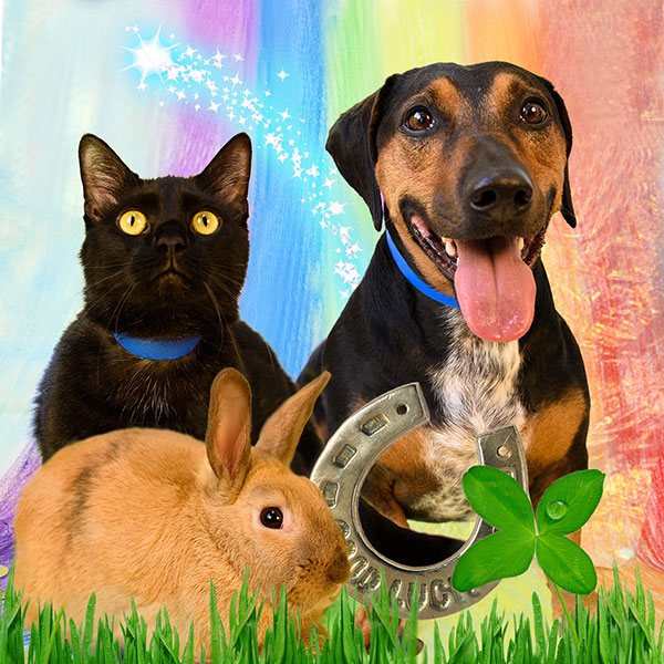 Pets for adoption