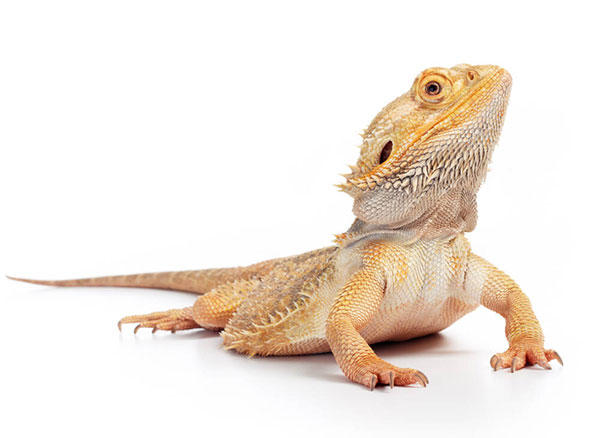 Reptiles
