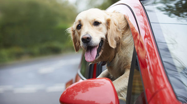 Traveling with your Pet