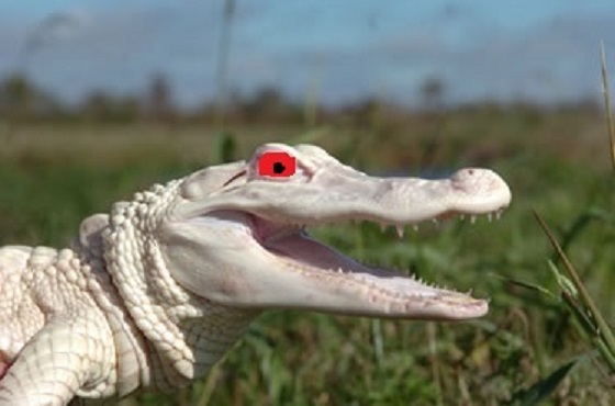 crocodile blanc