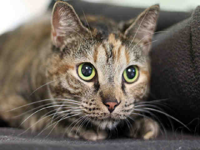 I am a spayed female, tortie Domestic Shorthair mix. I weigh about 10 Lbs. The shelter staff think I am about 2 years and 0 months old. I have been at the shelter since Dec 17, 2016.