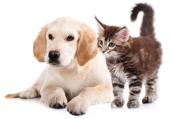 how to keep your pet healthy this holiday season