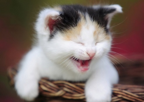 laughing cat wallpaper