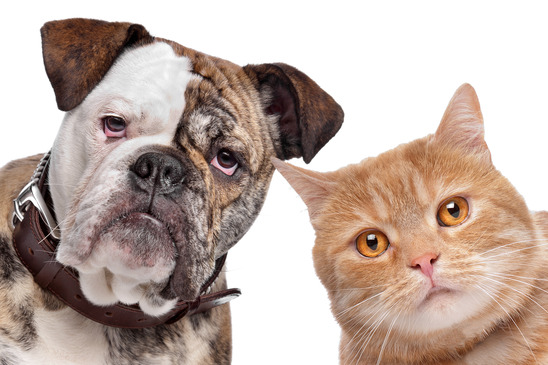 low cost and free spayneuter surgeries