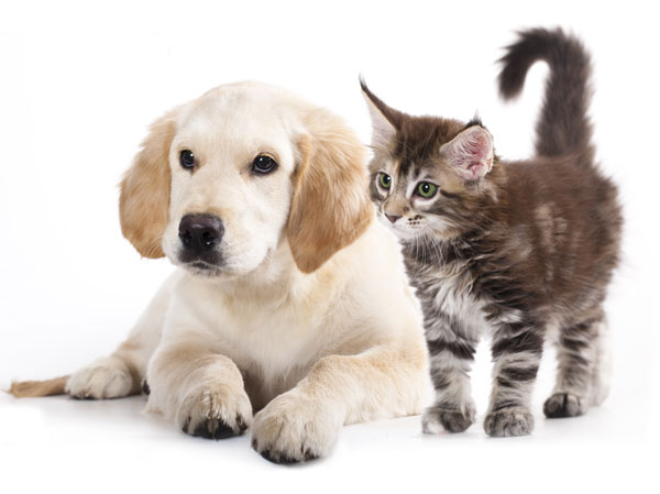 national pet day