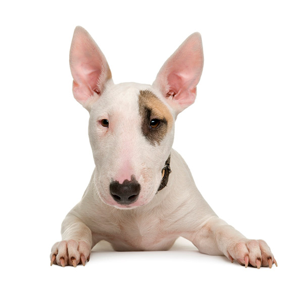 spay or neuter for pit bulls
