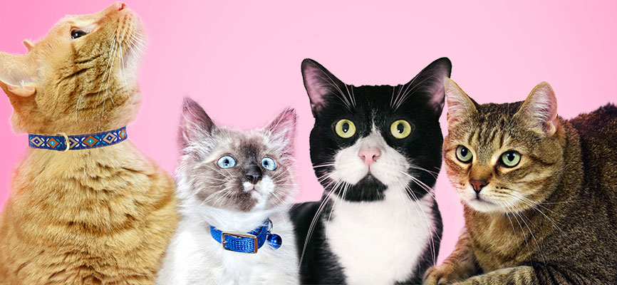 Celebrate Caturdays in November at the Humane Society of Broward County