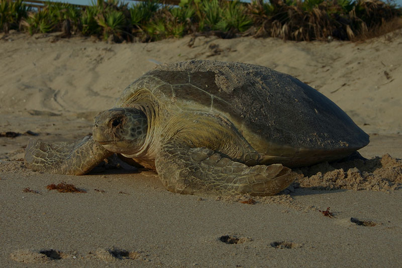 Sea Turtle Walks