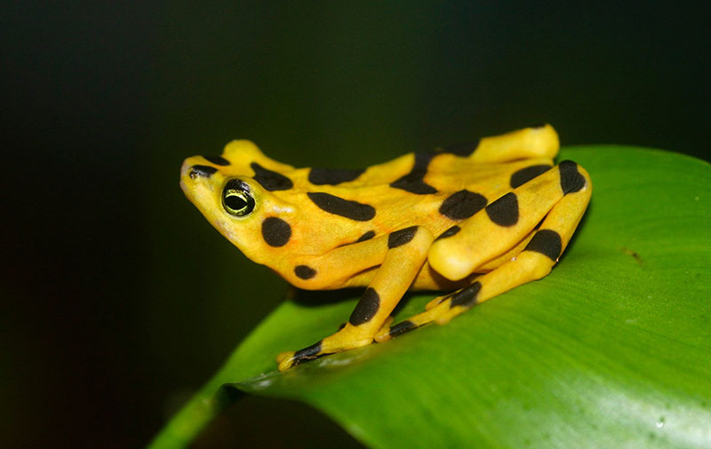 Yellow Frog