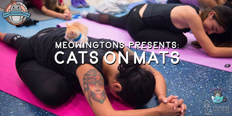 cats on mat