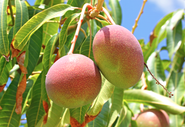Mangoes