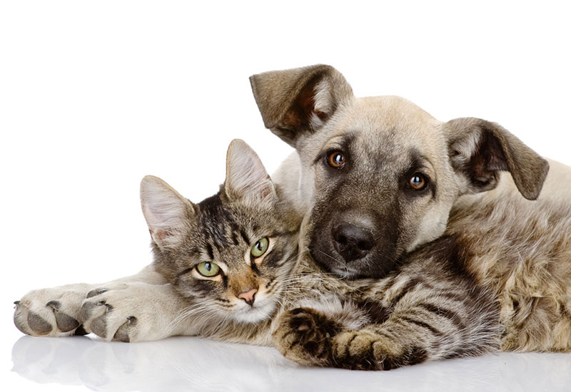 pets