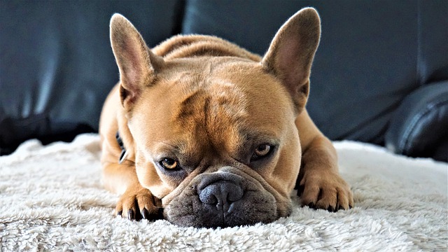 A French Bulldog looking at food that's on the table.