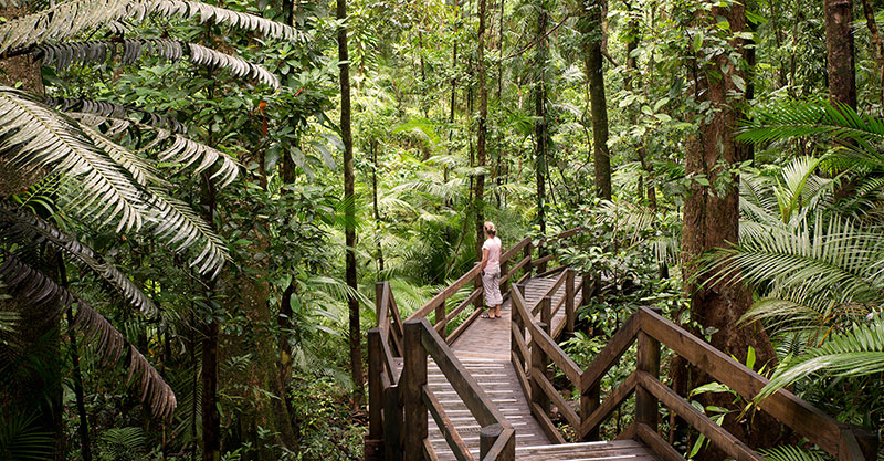 Australia Rainforest