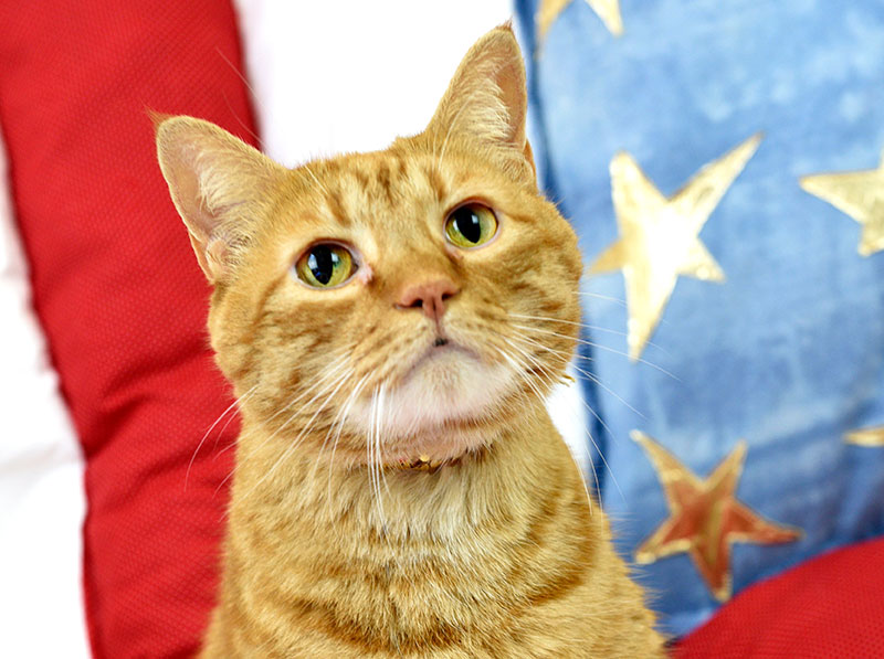 A Golden Cat