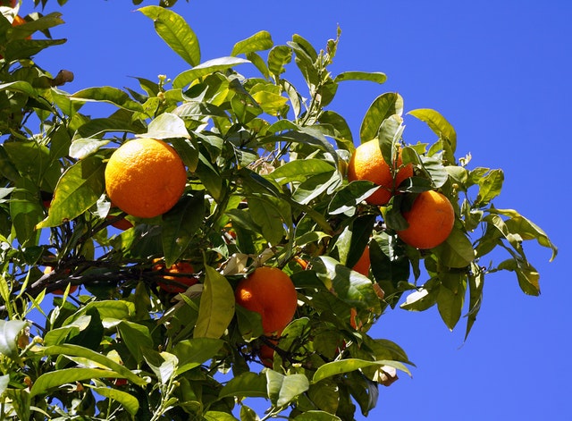 An orange tree