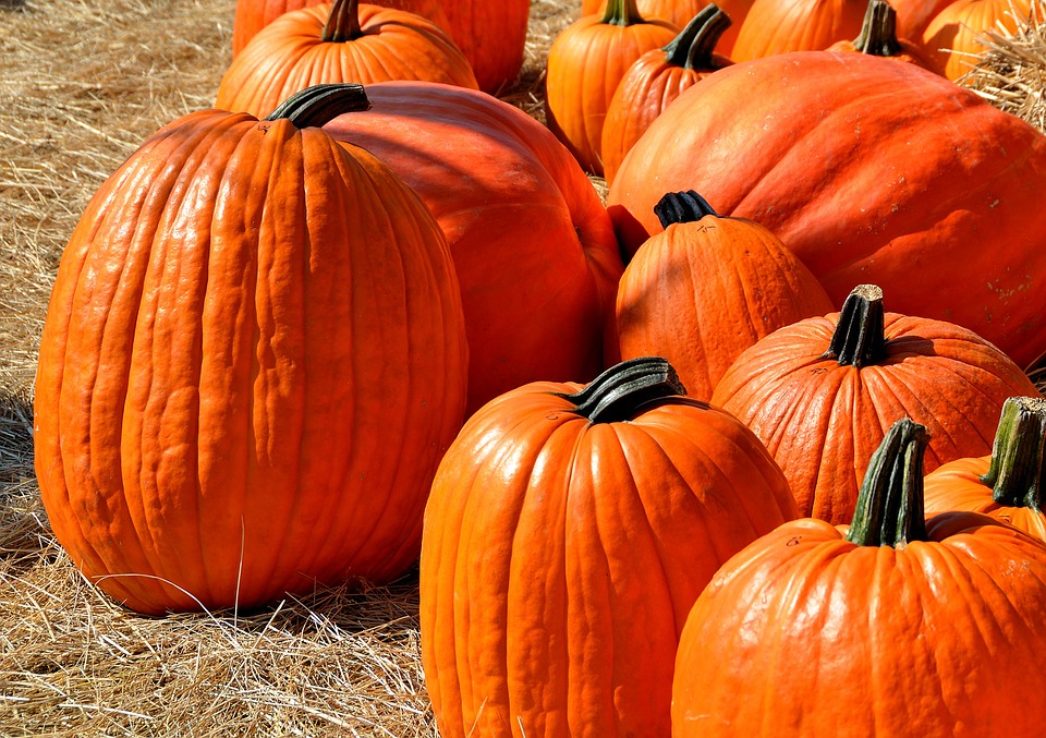 Pumpkins on field