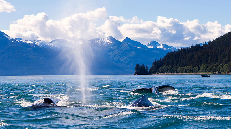 Humpback Whales Playing in the Ocean in Juneau Alaska