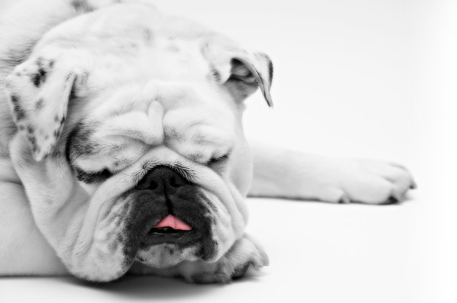 A Bulldog, the laziest of all the most common dog breeds in South Florida.