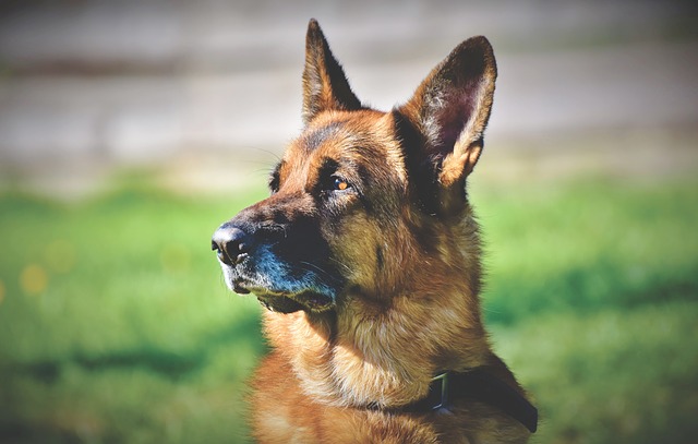 A German Shepherd that's one of the most common dog breeds in South Florida.