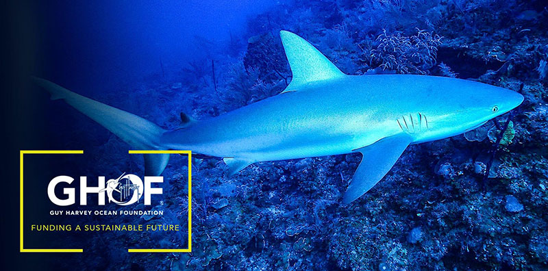 the Guy Harvey Ocean Foundation