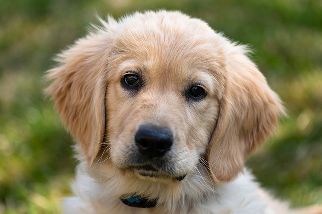 A Golden Retriever puppy that's very goofy with a toy crown.