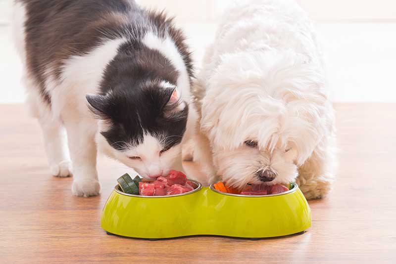A dog and cat eating from a bowl
