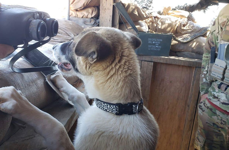 harley,soldier dog, siria