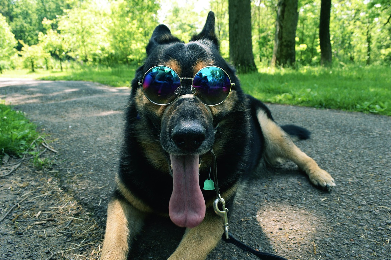 A German shepherd with sunglasses.