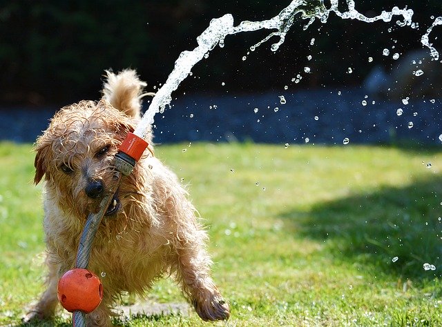 A dog playing with a garden hose, representing keeping your pets safe during a summer move.