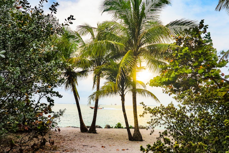 Palm trees on a beach in Key West Florida