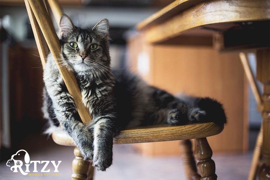 A cat on a chair