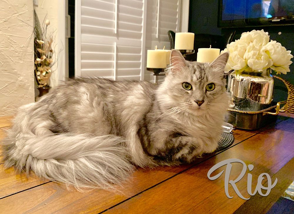 A beautiful gray domestic longhair  cat laying on a table