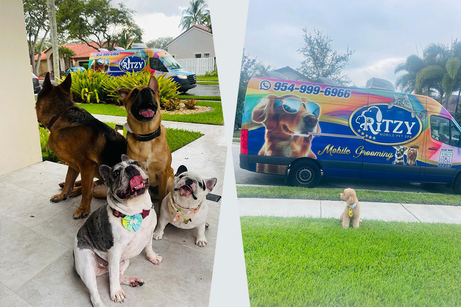 Happy dogs after a mobile grooming service