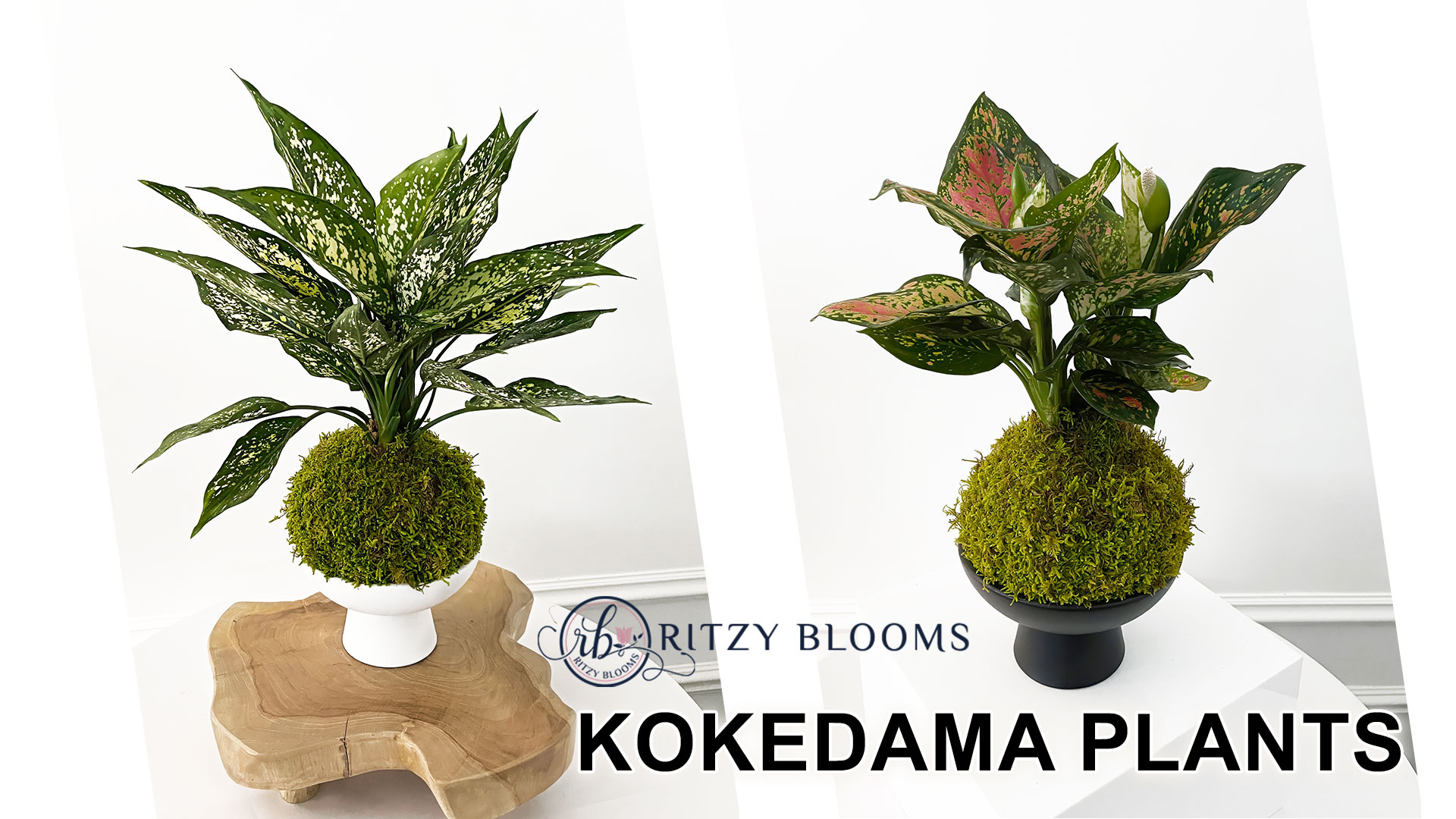 Discover the Beauty of Kokedama Plants in Fort Lauderdale with Ritzy Blooms