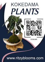 Ritzy Blooms Kokedamas
