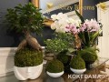 KOKEDAMAS-PLANTS-AND-ORCHIDS-FOR-SALE-IN-FORT-LAUDERDALE-FLORIDA