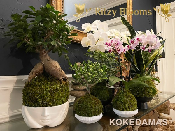 KOKEDAMAS-PLANTS-AND-ORCHIDS-FOR-SALE-IN-FORT-LAUDERDALE-FLORIDA